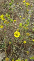 Holocarpha macradenia