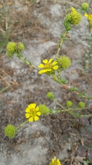 Holocarpha macradenia
