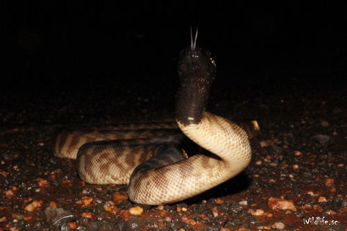 Black-headed Python sighting