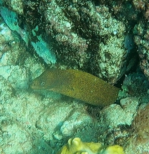 Bastard eel (Gymnothorax miliaris) — Muraenidae — 2