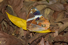 Thauria lathyi