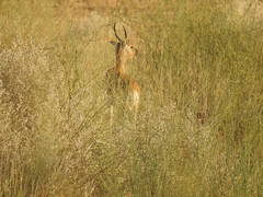 Gazella bennettii