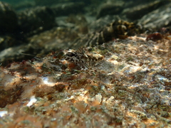 Dragonet