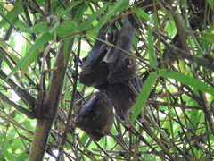 Cynopterus sphinx