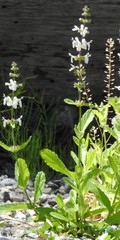 Stachys ajugoides