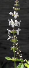 Stachys ajugoides