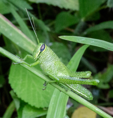 Cyrtacanthacridini