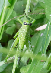 Cyrtacanthacridini