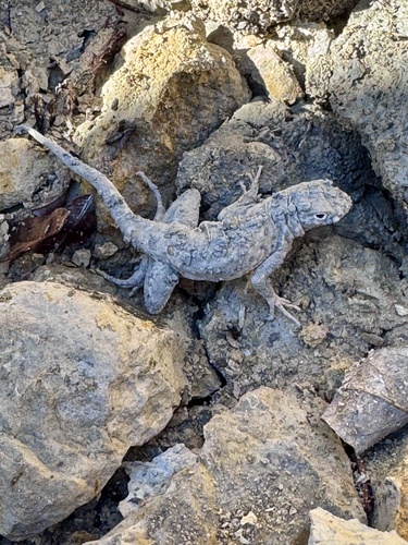 Greater Earless Lizard, Cophosaurus texanus
