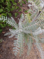 Astragalus brauntonii