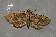Lamprosema commixta