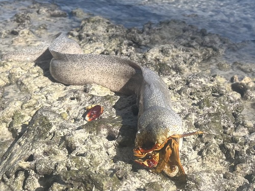 Peppered Moray