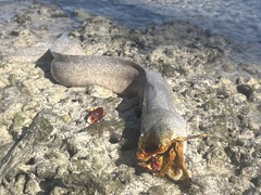 Peppered Moray