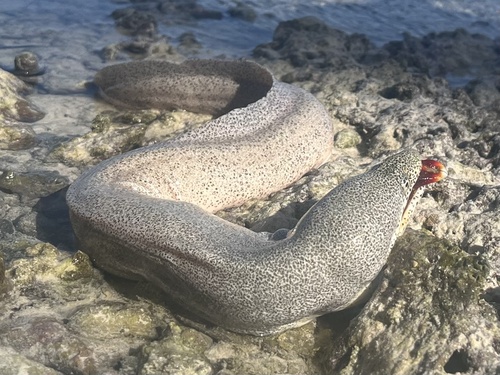 Bar-cheeked eel (Gymnothorax pictus) — Muraenidae — 2