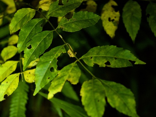 Nigaki (Picrasma quassioides)