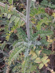 Astragalus brauntonii