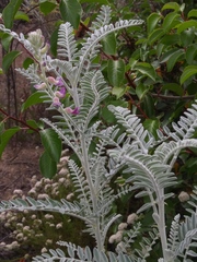 Astragalus brauntonii