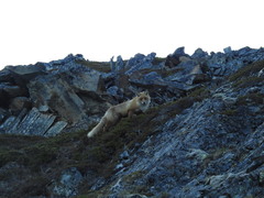 Vulpes vulpes vulpes