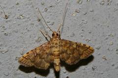 Nacoleia satsumalis