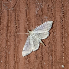 Blepharomastix ranalis