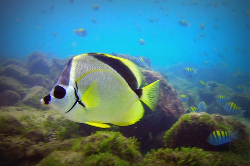 Black-nosed Butterflyfish