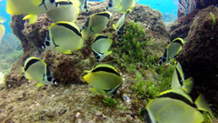 Johnrandallia nigrirostris