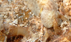 Ibla quadrivalvis