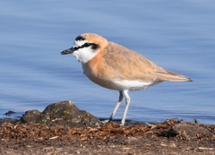 Charadrius marginatus mechowi