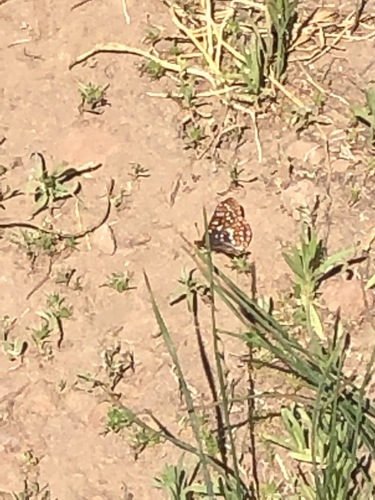iNaturalist observation photo of Euphydryas