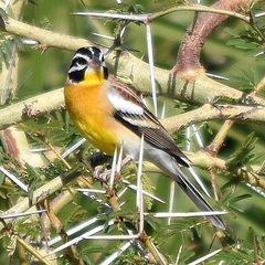 Emberiza flaviventris kalaharica
