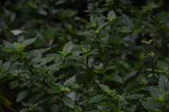 Jovellana punctata