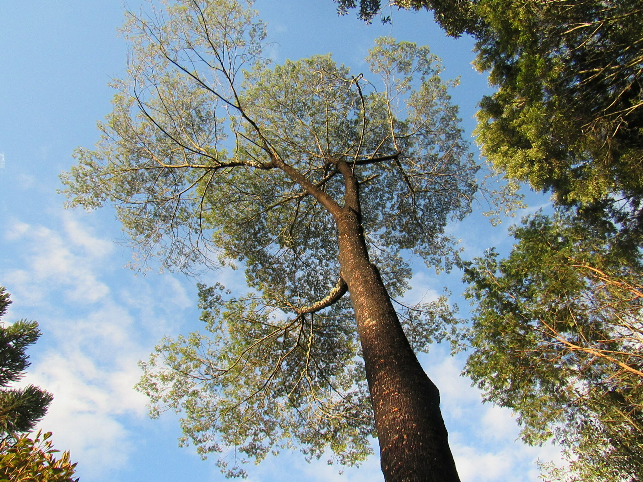 Mimosa scabrella