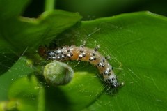 Filodes fulvidorsalis