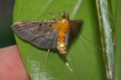 Filodes fulvidorsalis