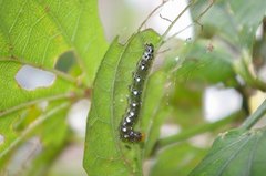 Filodes fulvidorsalis