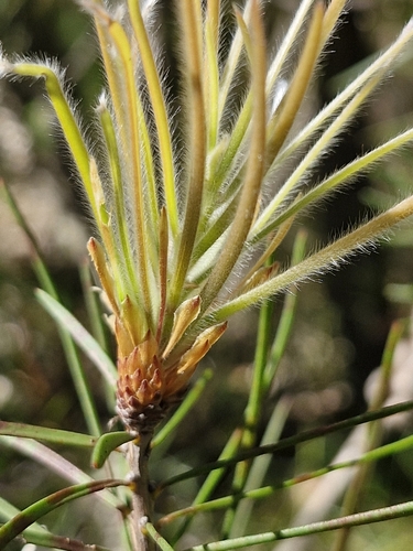 Image of Melaleuca linearis by (c) ronavery, some rights reserved (CC BY)