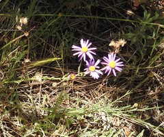 Erigeron breweri