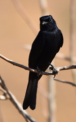 Melaenornis pammelaina ater