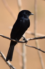 Melaenornis pammelaina ater