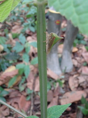 Umbonia spinosa