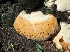 Pseudoinonotus