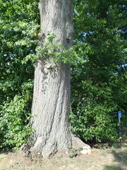 Pseudoinonotus