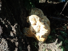Pseudoinonotus