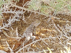 Sceloporus magister cephaloflavus