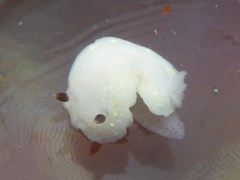 Cadlina flavomaculata