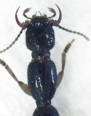 Hyperomma montanum