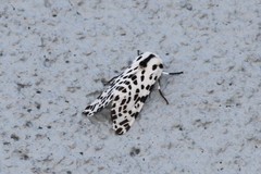 Hypercompe permaculata