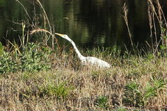 Ardea alba