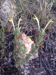 Castilleja mexicana