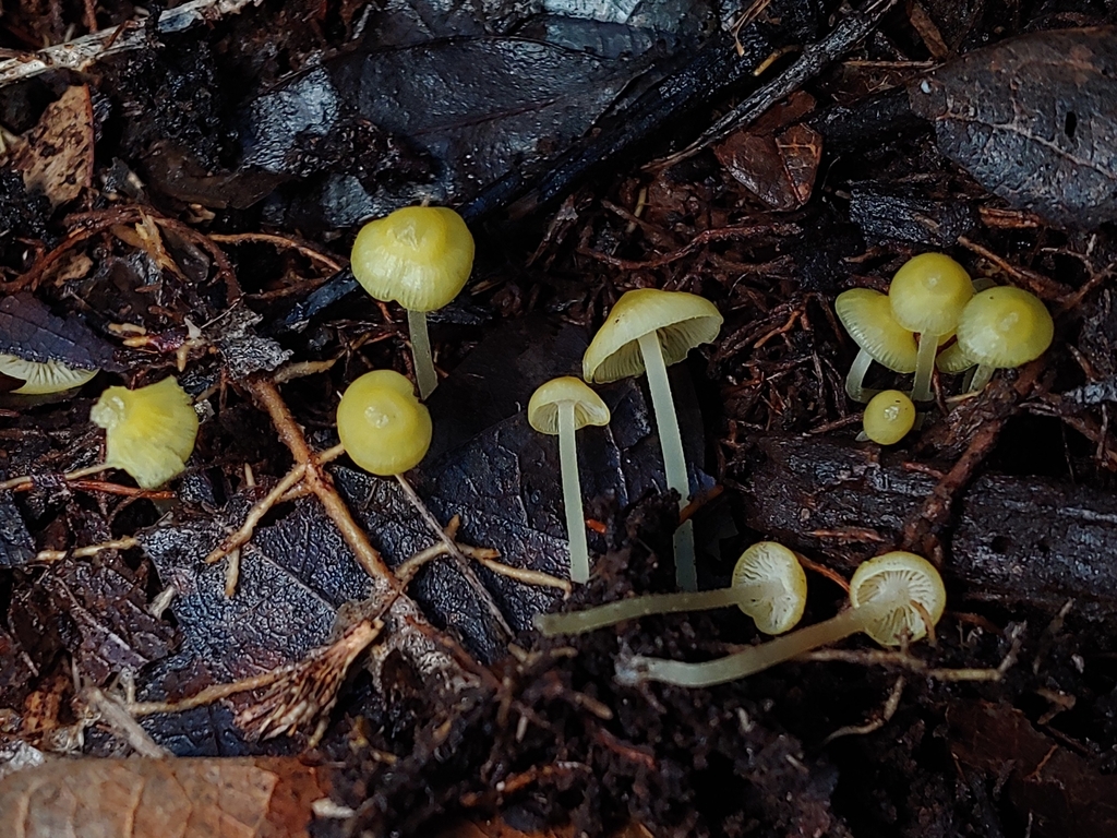 Phloeomana sp. 'PR01'